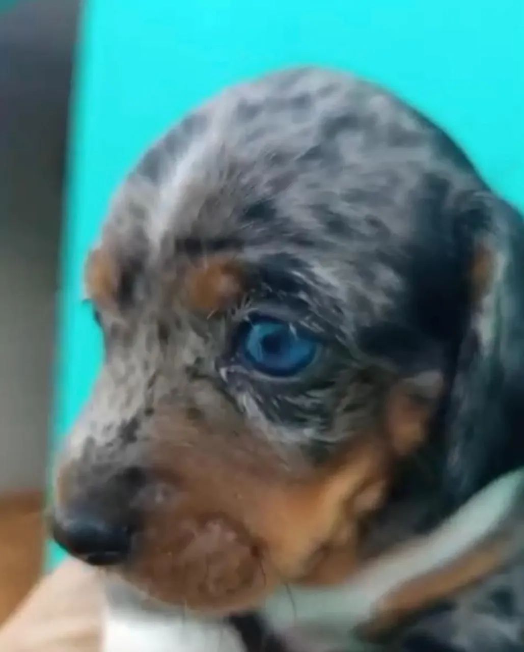 Basset teckel puro