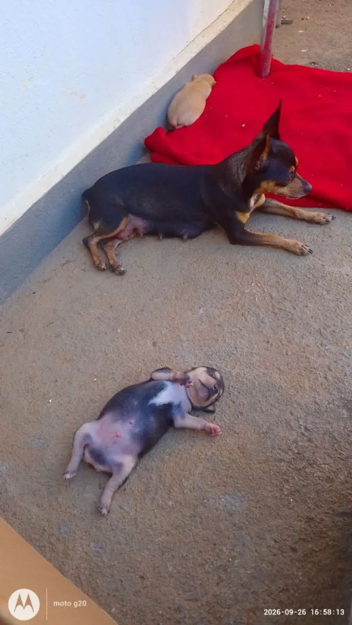 Pinscher  - Foto 3