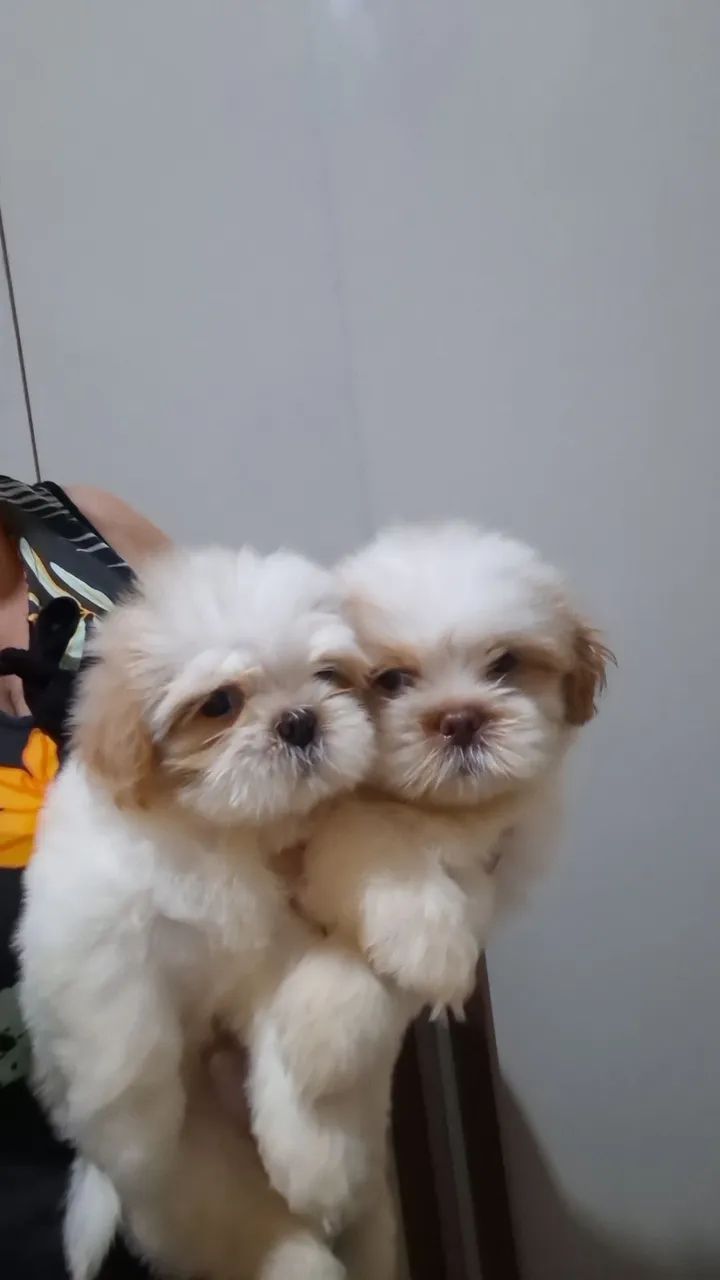 Shitzu 