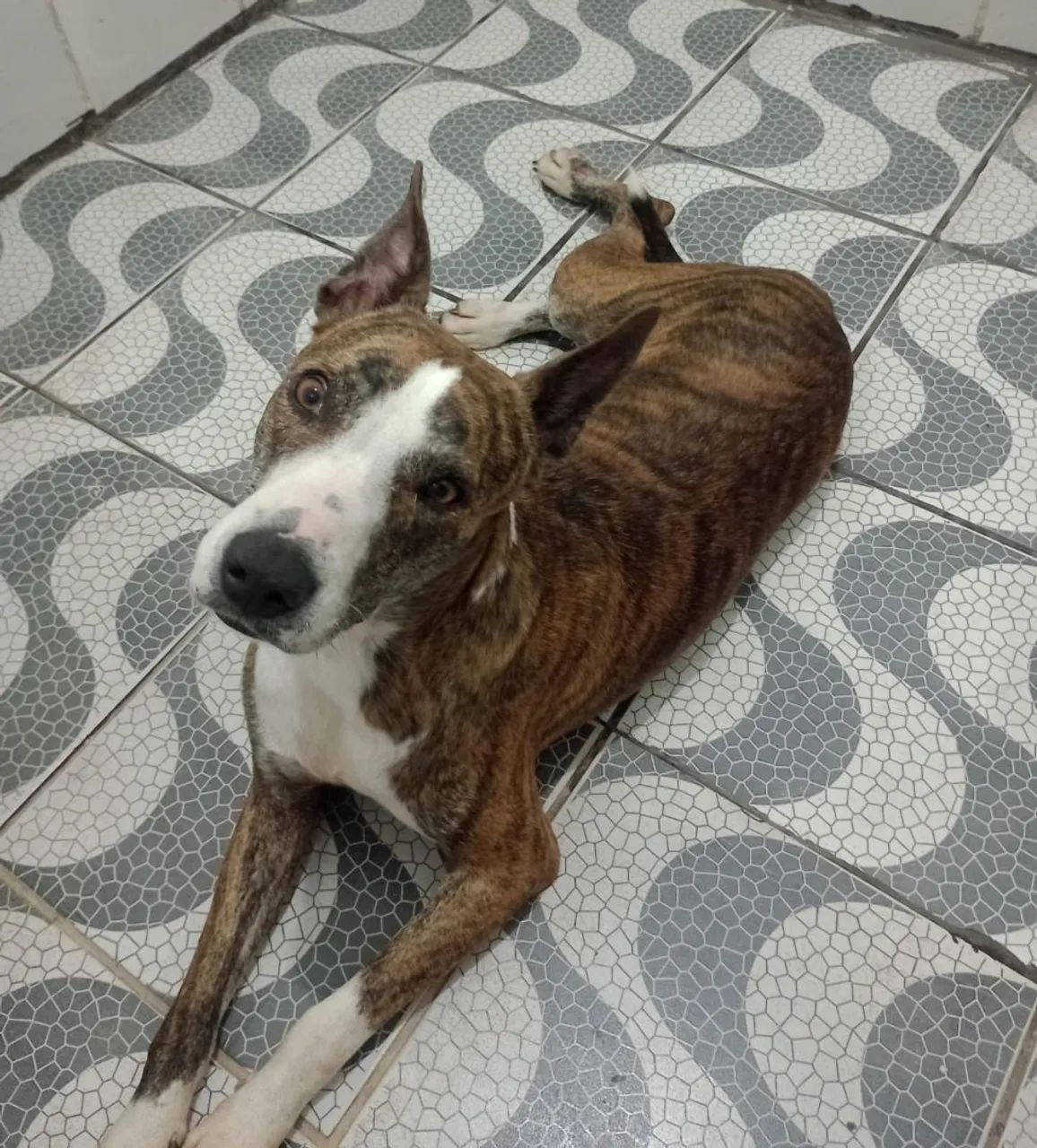 Pitbull para adoção