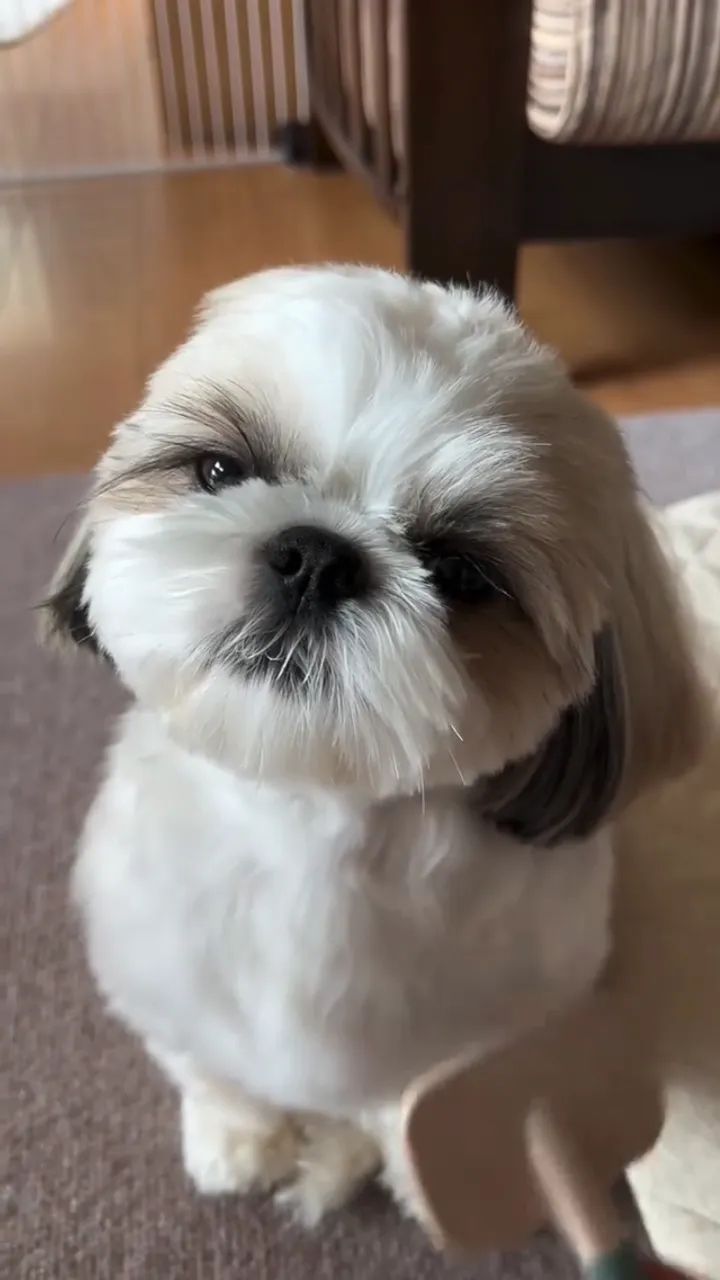 SHIH-TZU MICRO - FILHOTES DISPONÍVEIS - Foto 5
