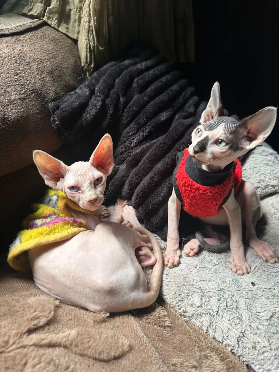 Gato Sphynx 4 meses - Foto 3