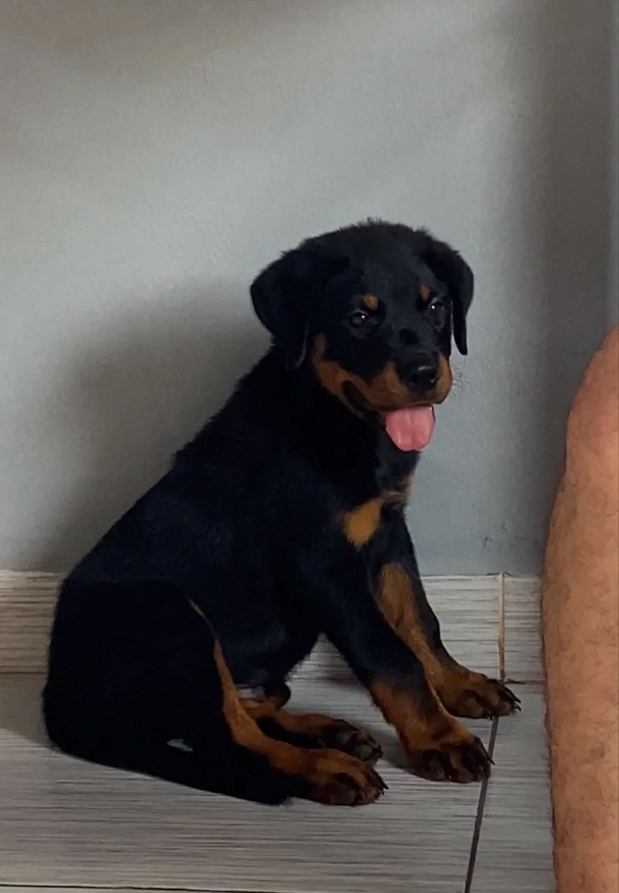Filhote de Rottweiler - Macho - Foto 2