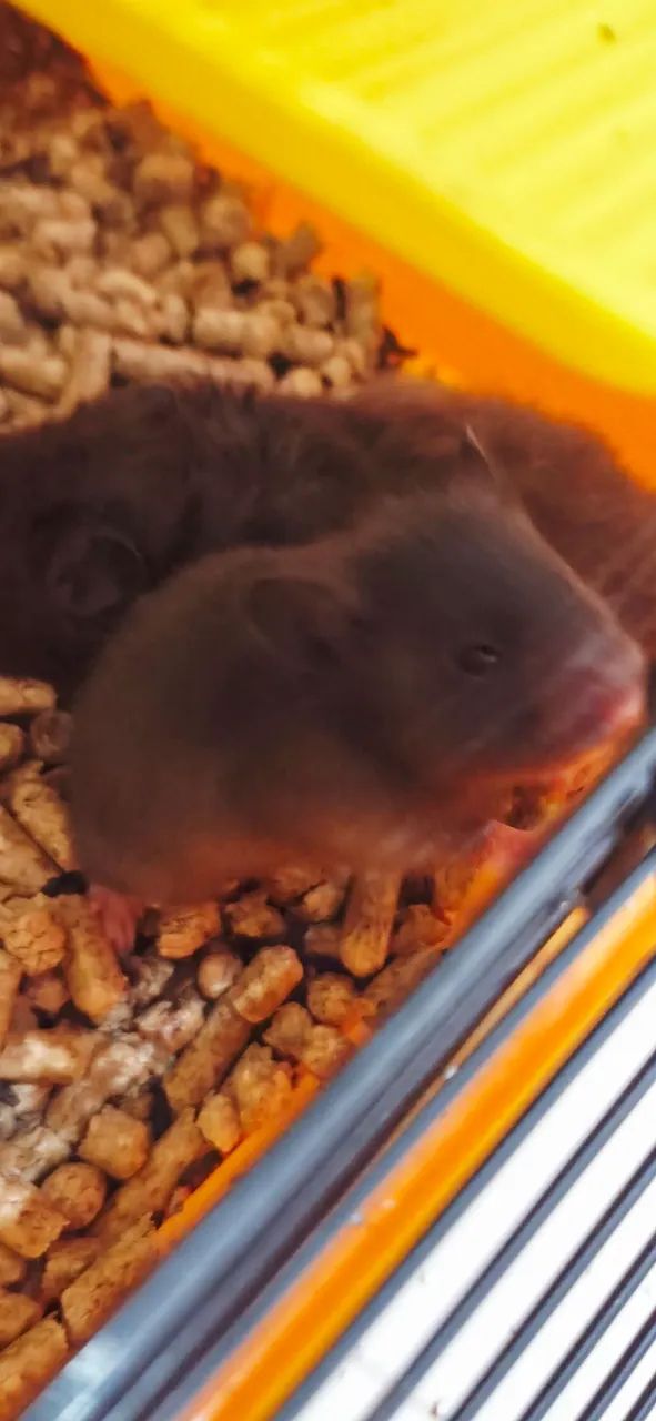 Hamster - Foto 4