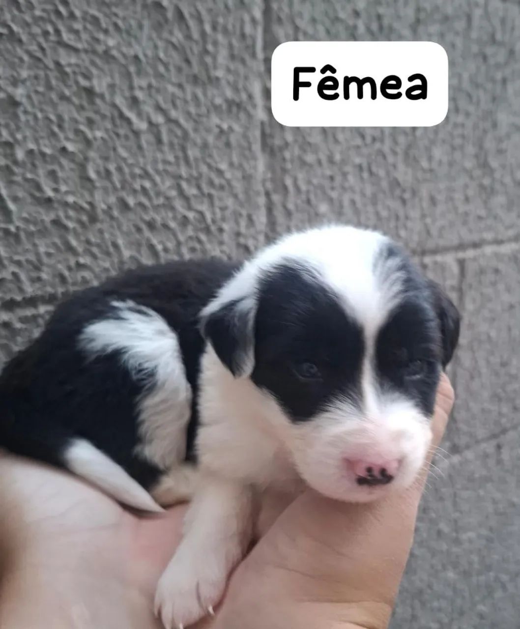 Filhotes de Border Collie - Foto 5