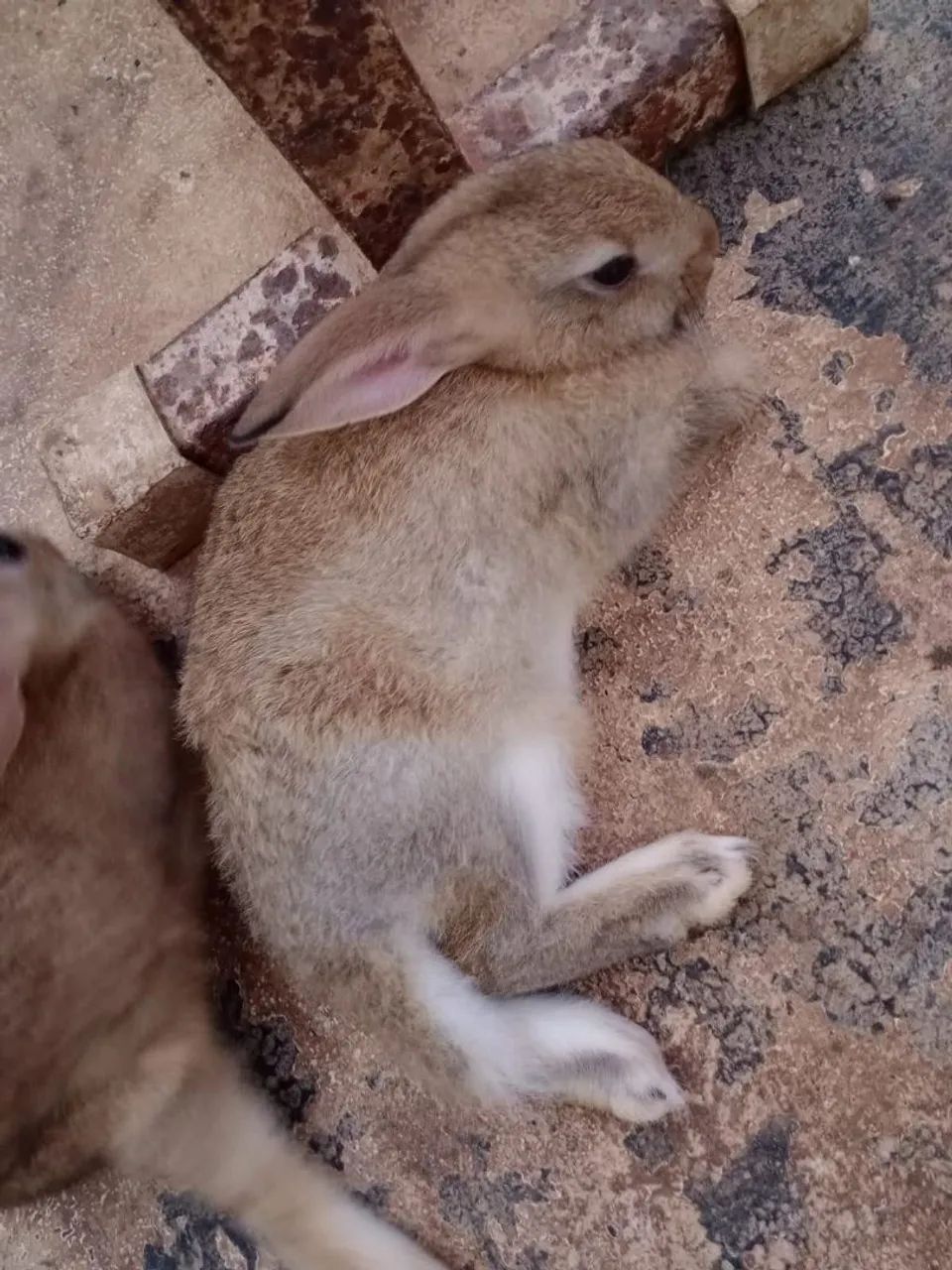 Coelhos - Foto 5
