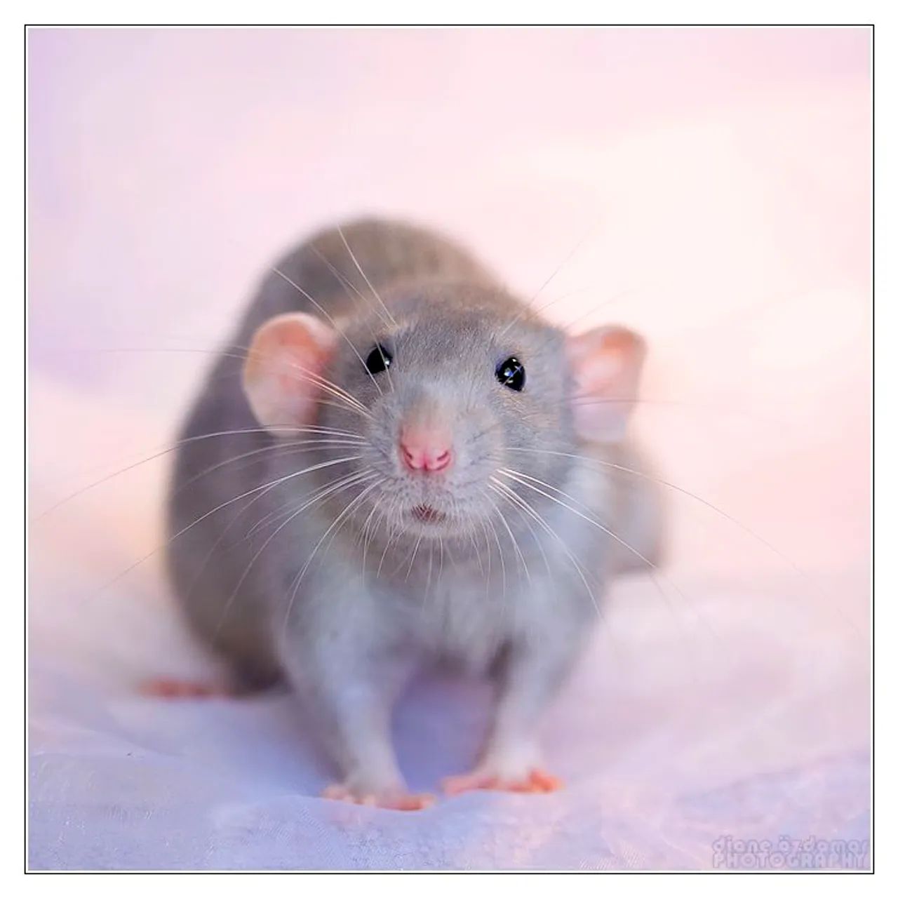 Rato twister mercol dumbo - Foto 2