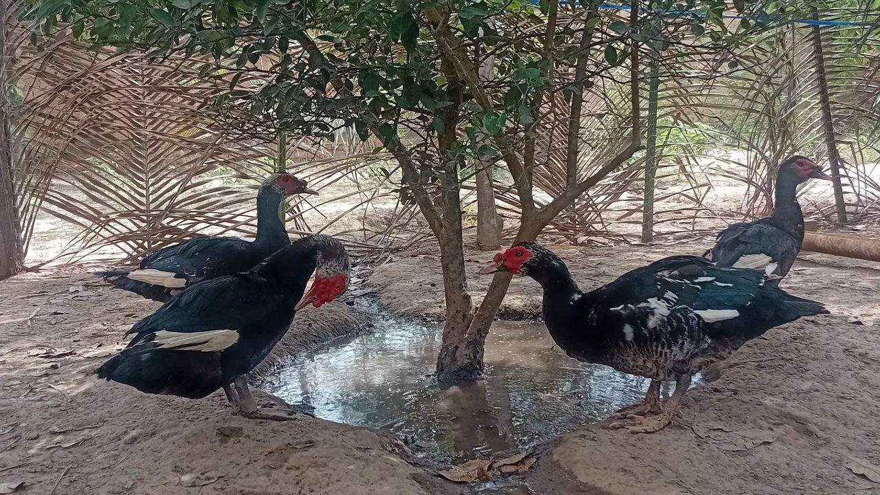 Patos  - Foto 5