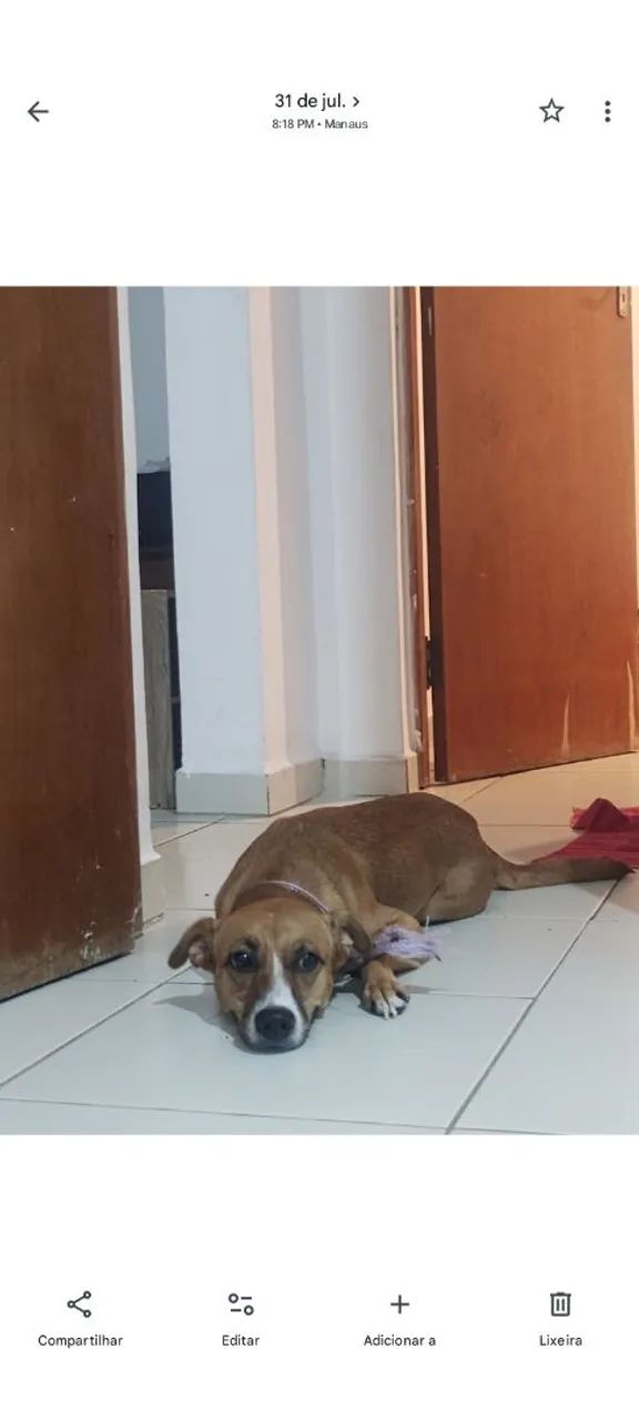 Doa-se cachorro  - Foto 2