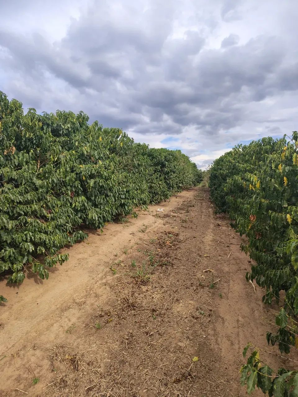 Lavoura cafe mecanizada - Foto 2