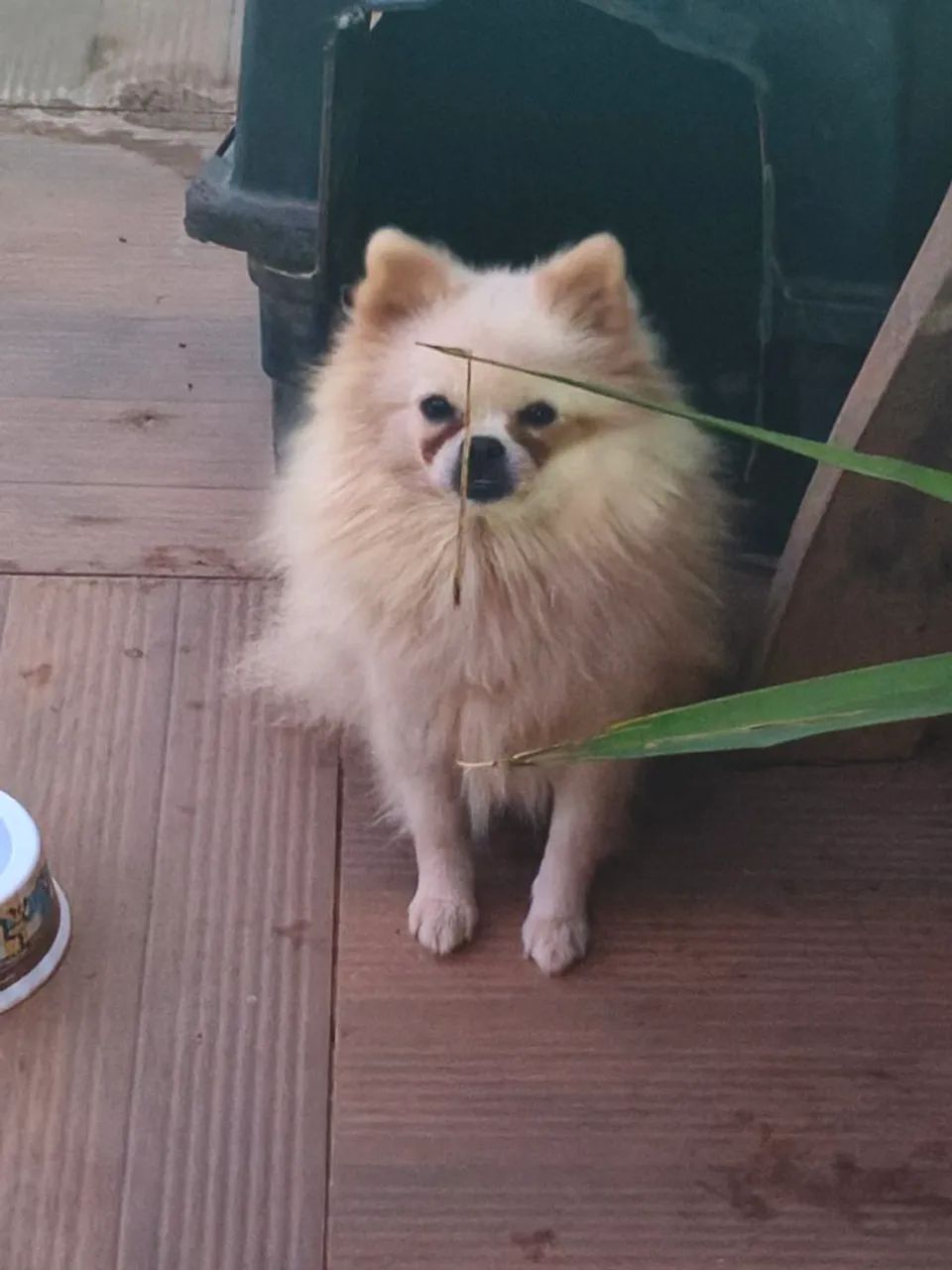 Fêmea Spitz Alemão 