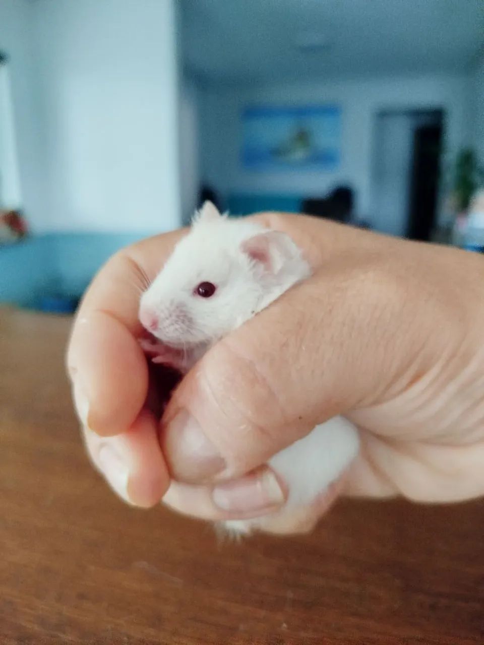 Hamster Sírios filhotes disponíveis 