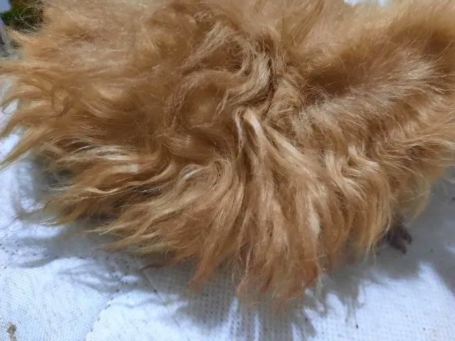 Porquinho da índia raça Alpaca