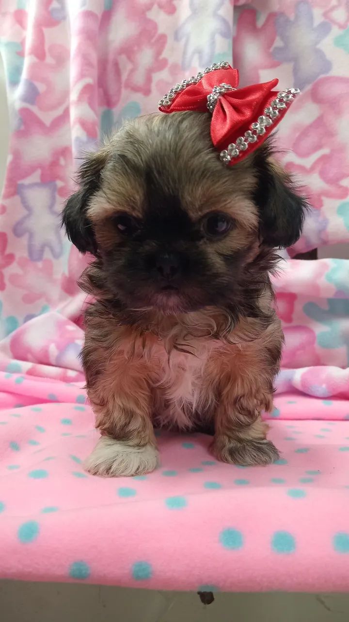 SHIH TZU  - Foto 3