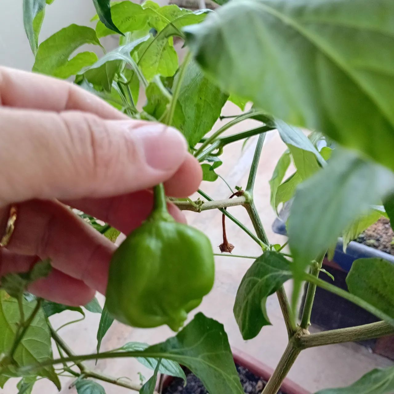 Pé de pimenta produzindo - Foto 2