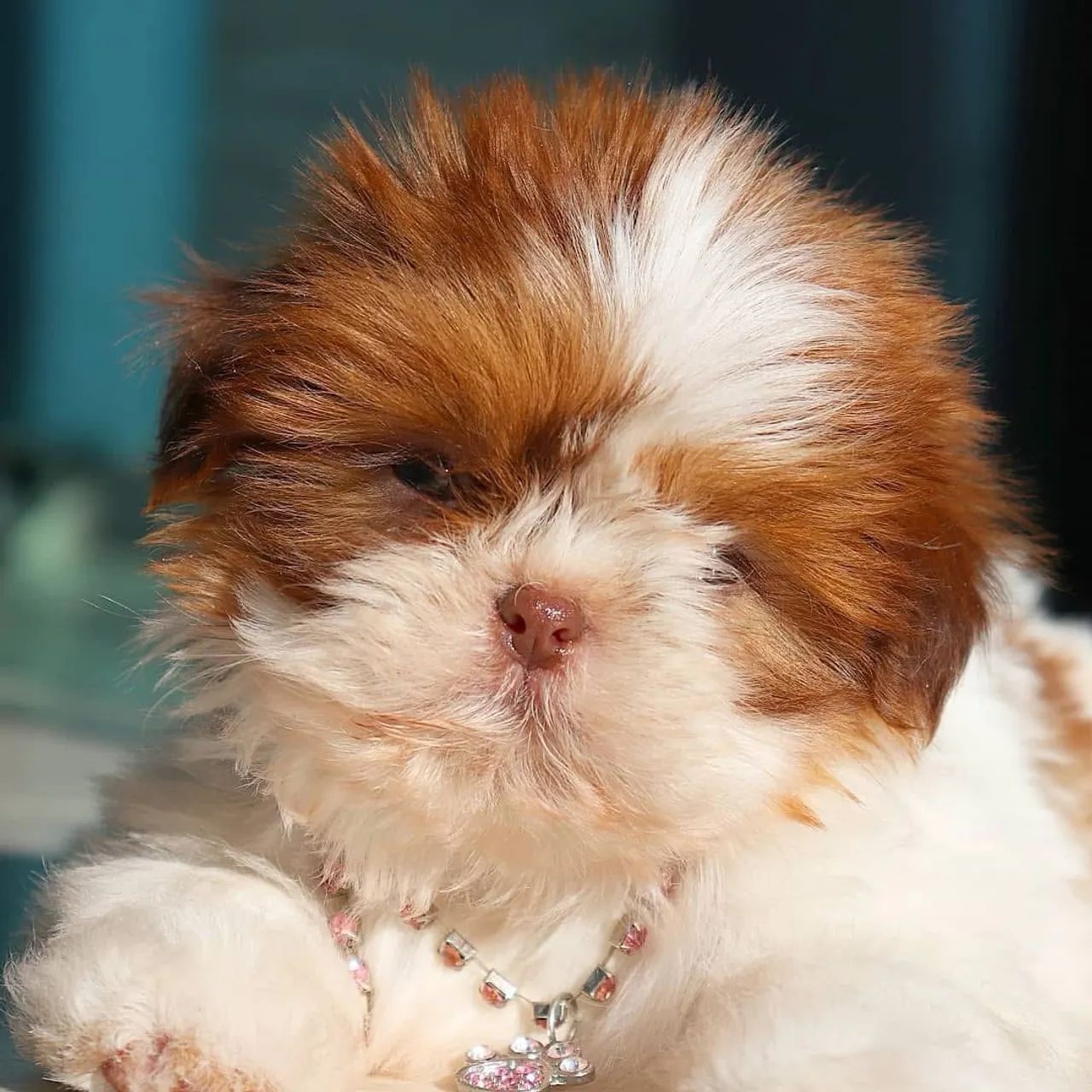 Shihtzu com pedigree CBKC  - Foto 3