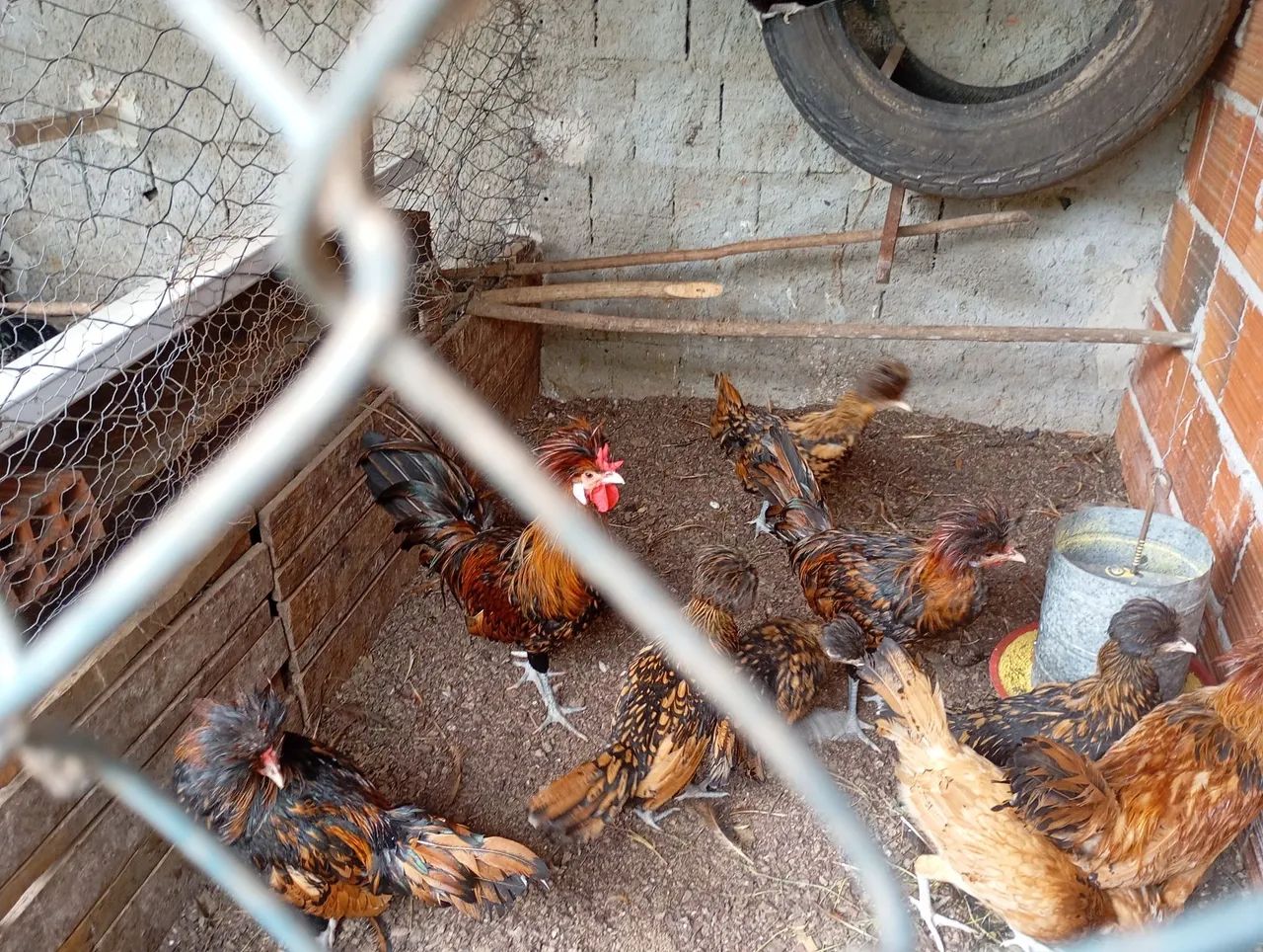 Frangos e frangas , galos e galinhas Brahma ovos Galados da raça brahma  - Foto 5