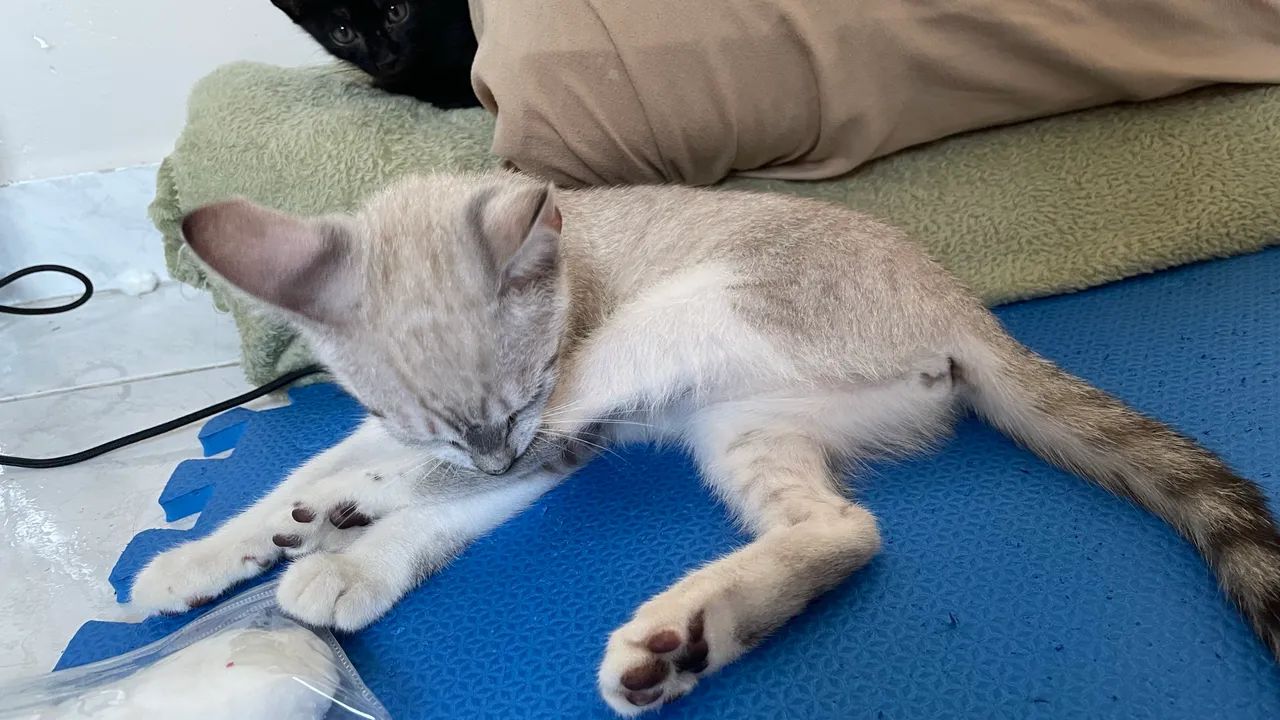 Doação gatinha 3 meses fêmea - Foto 4