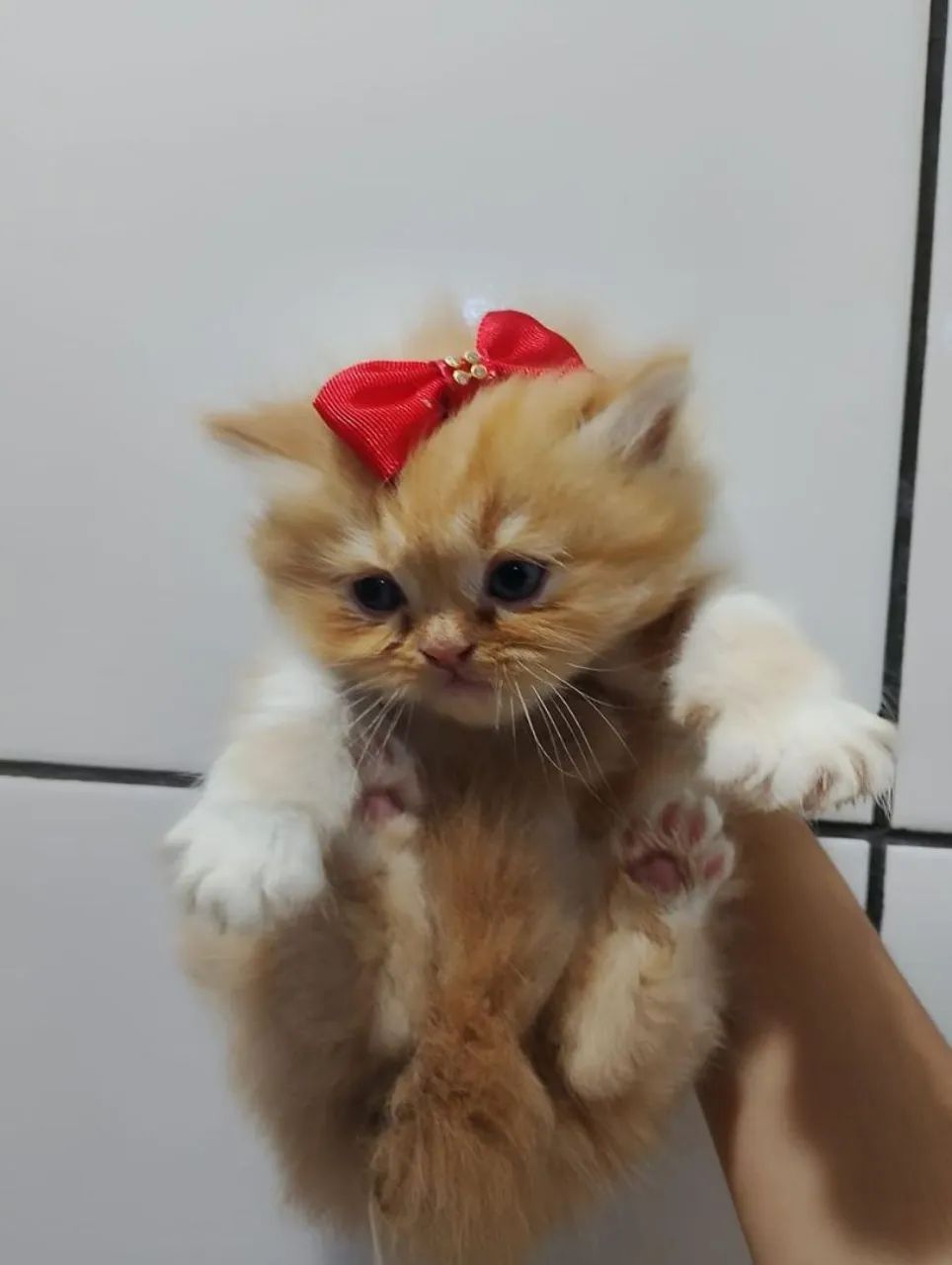 Fêmea de Gato persa com Exame e pedigree  - Foto 2