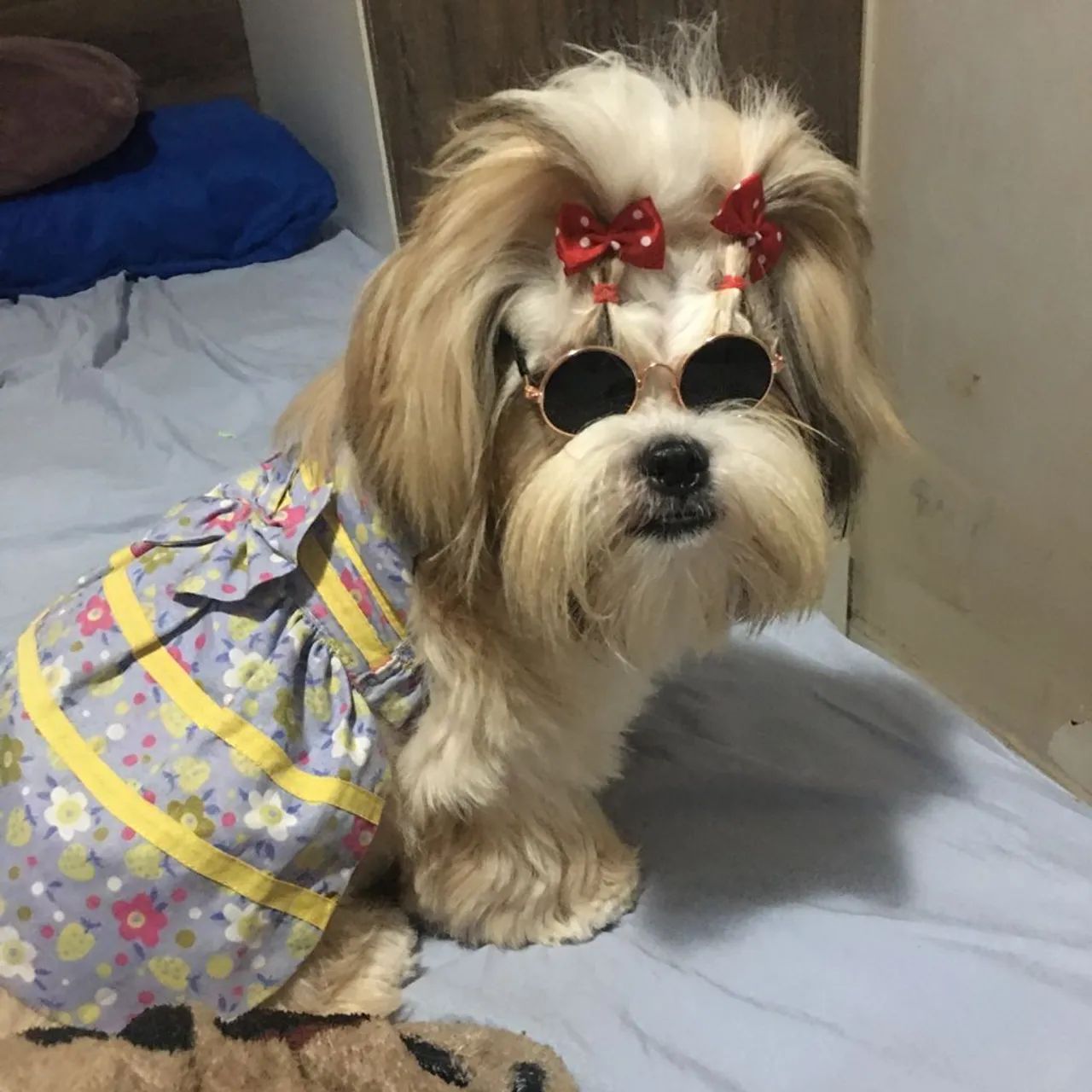 Shitzu Macho Disponível  - Foto 4