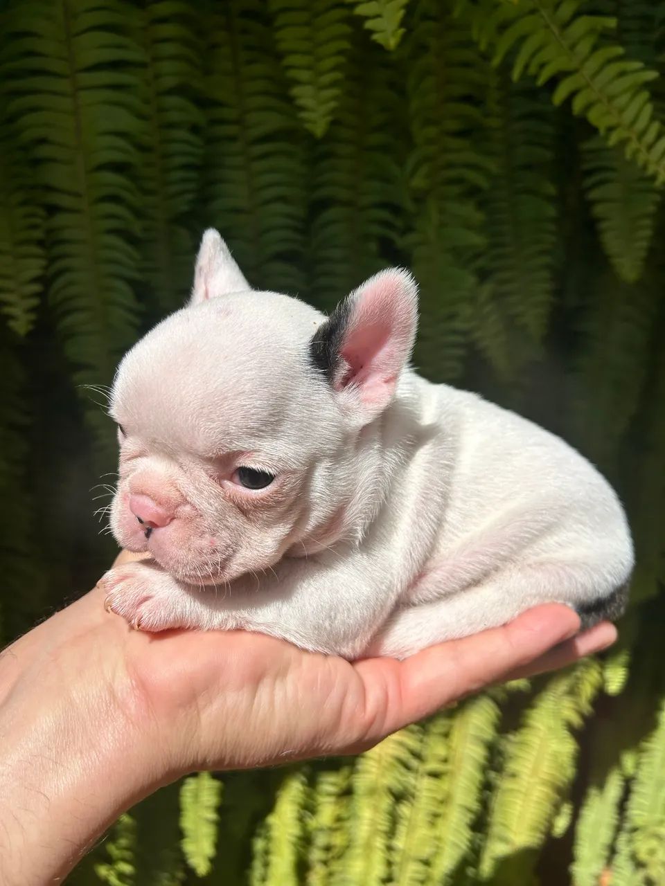 Bulldog Francês  - Foto 4