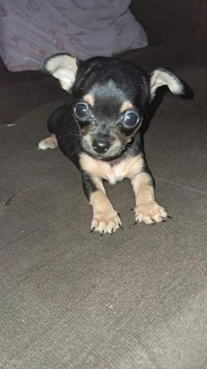 Pincher - Foto 2