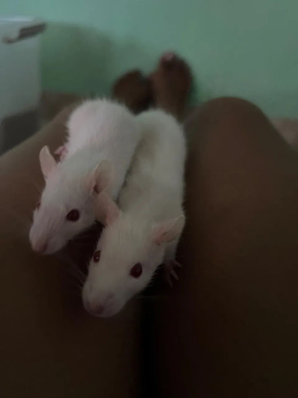 2 Twister albino + ração 