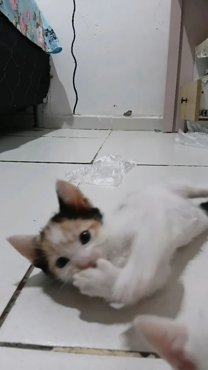 Adoção de gatinhas