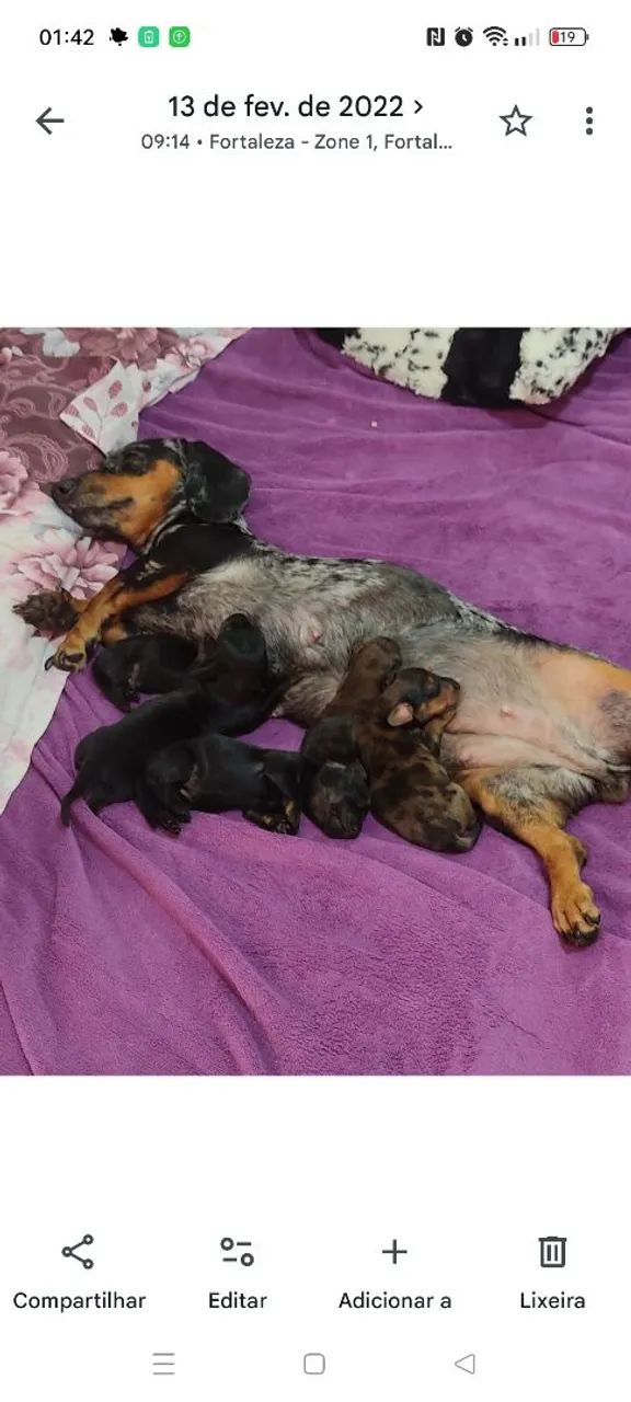 Salsichinha  - Foto 2