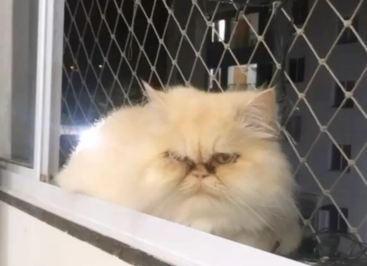 Doação Gatos Persas Castrados - Foto 2