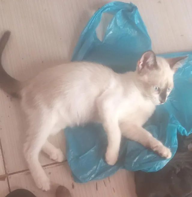 Doação responsável - Foto 2