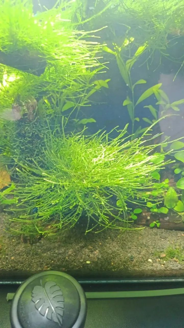 Plantas de. Aquário  - Foto 2