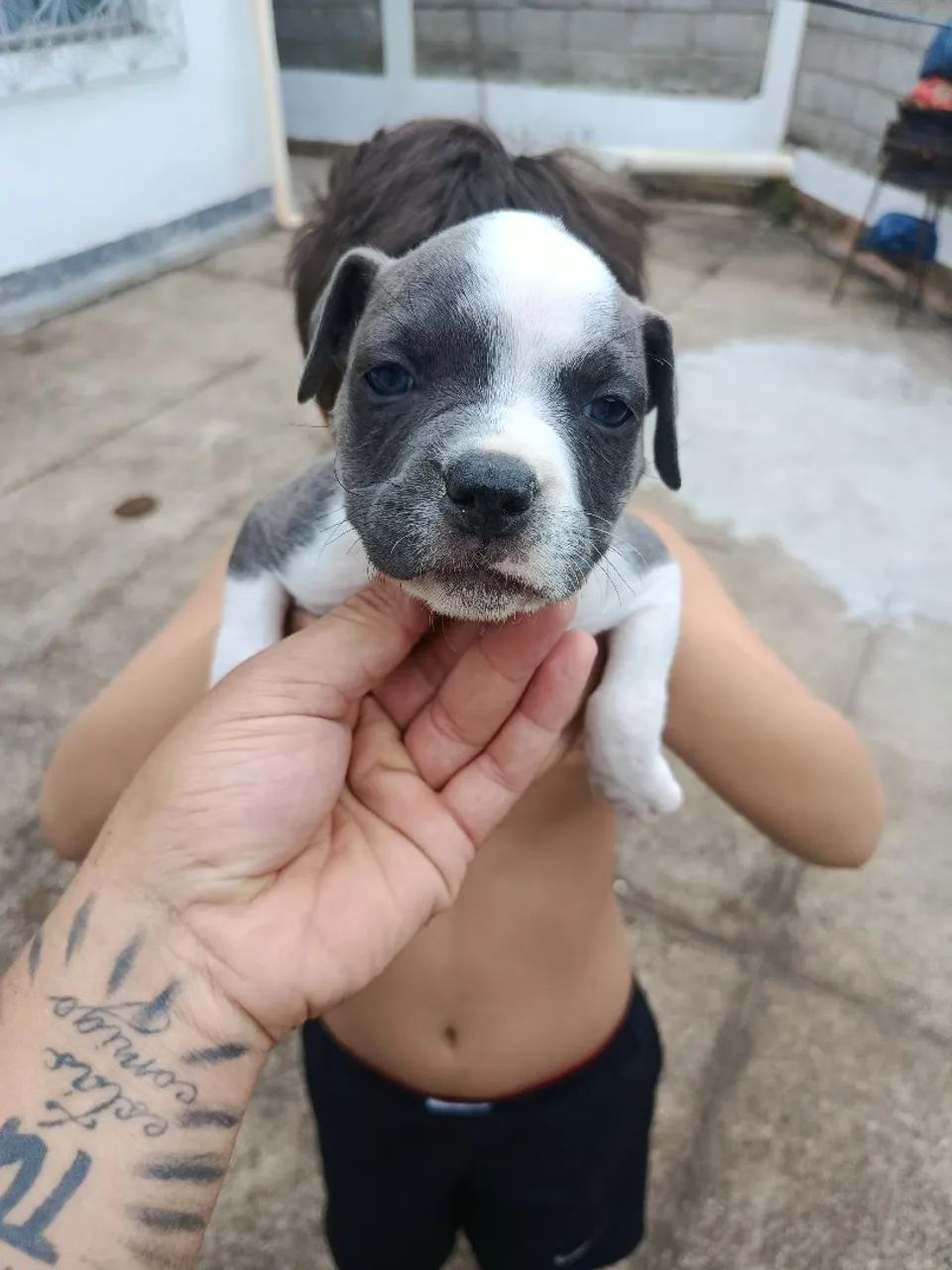 Fêmea de American bully  - Foto 5