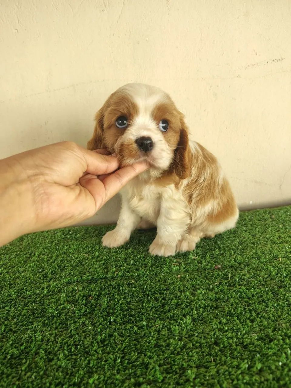 Cavalier king - Foto 5