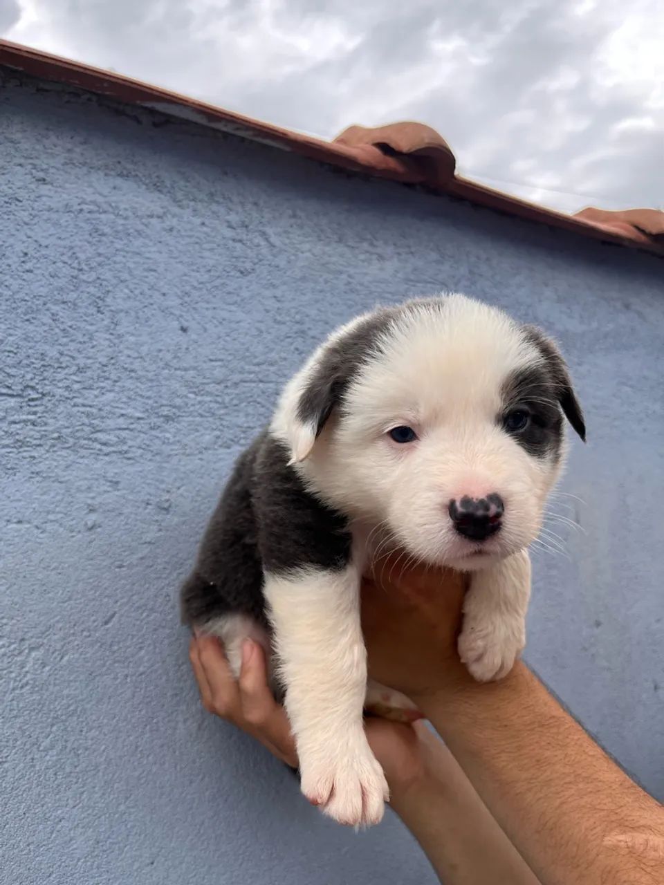 Border collie baby