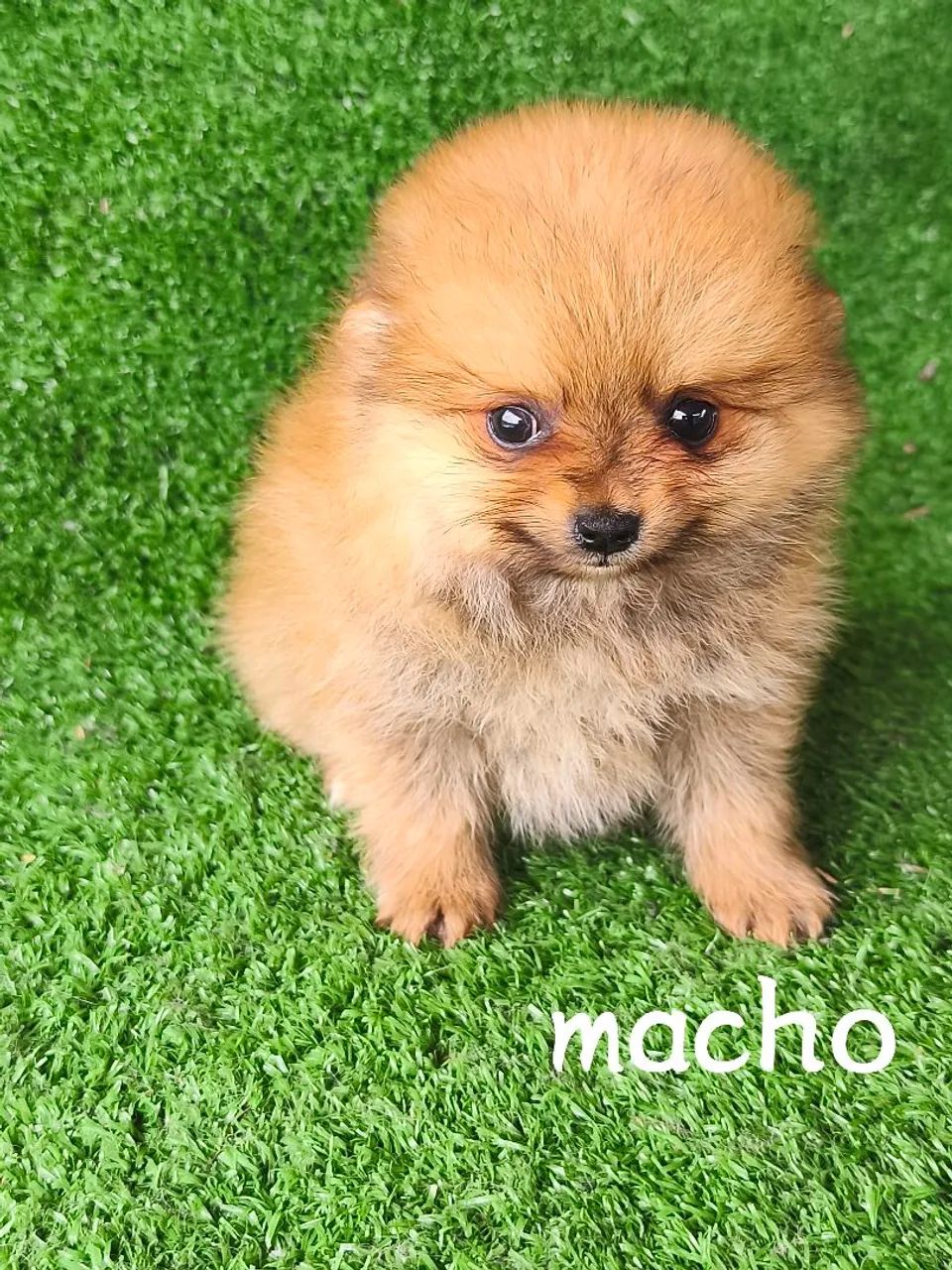 Lulu Pomerânia / 10x 180,00 - Foto 5