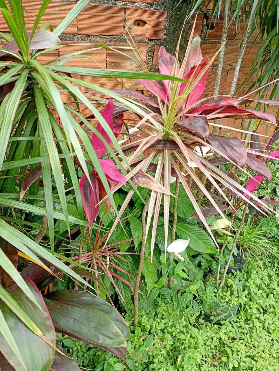 Jardineiro - Foto 3