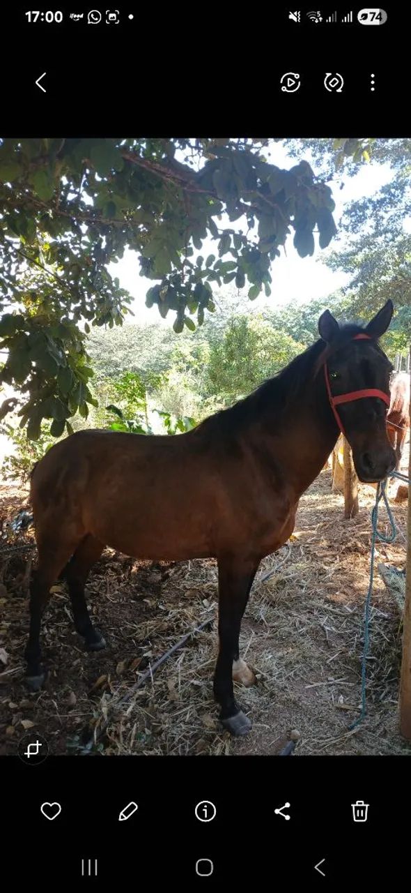 Cavalo manga larga  - Foto 3