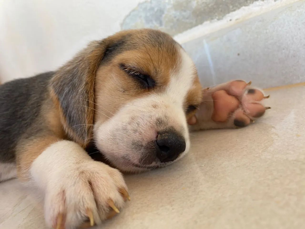 Filhote Beagle - Foto 2