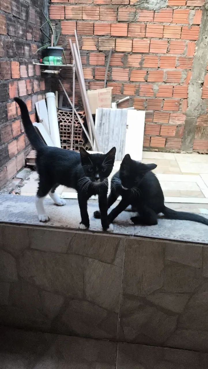 Gatinhas para doação  - Foto 3