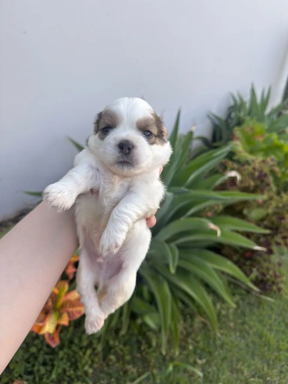 Filhotes de Shih Tzu - Foto 5