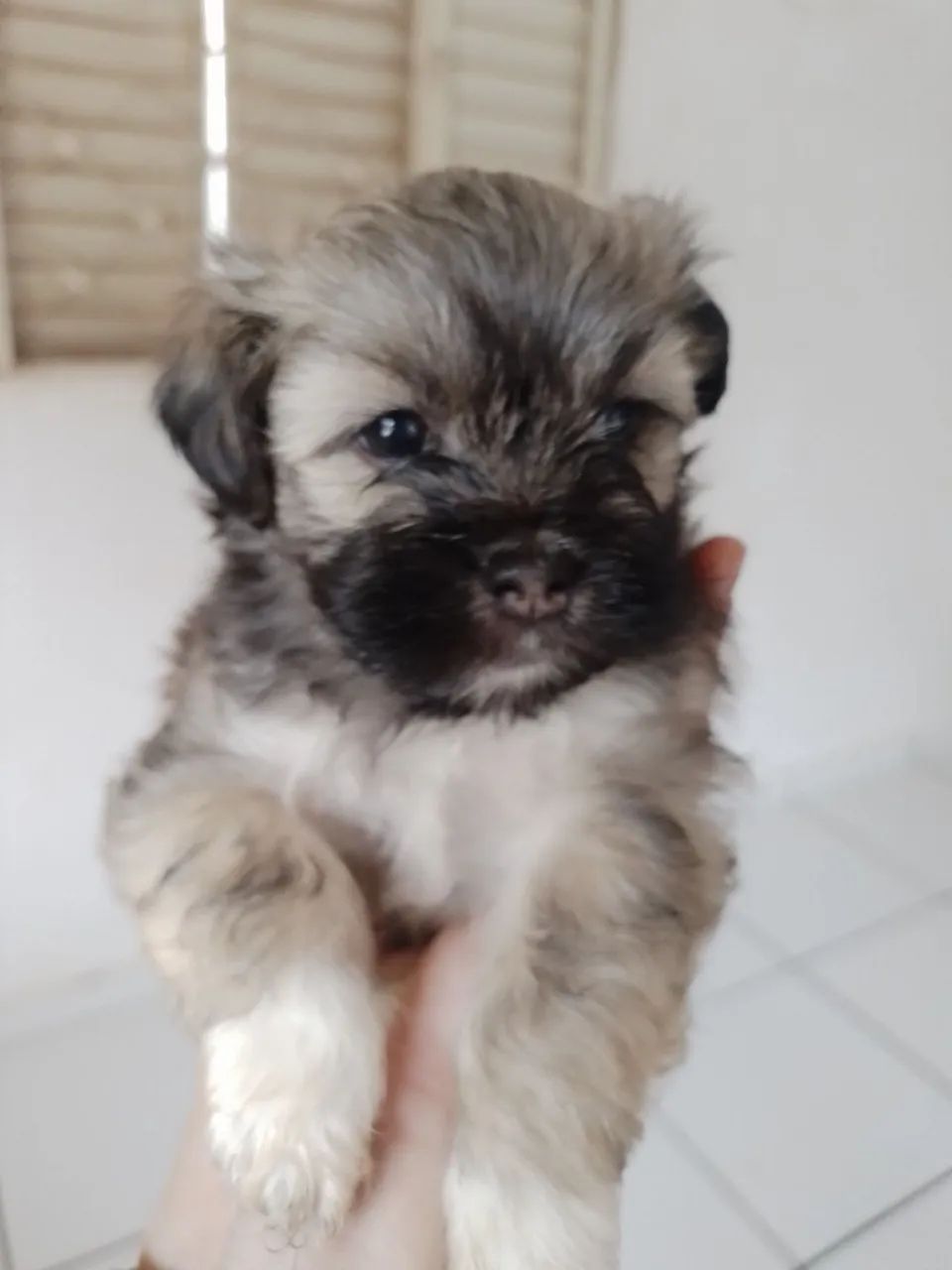 Vendo lhasa Apso  - Foto 4