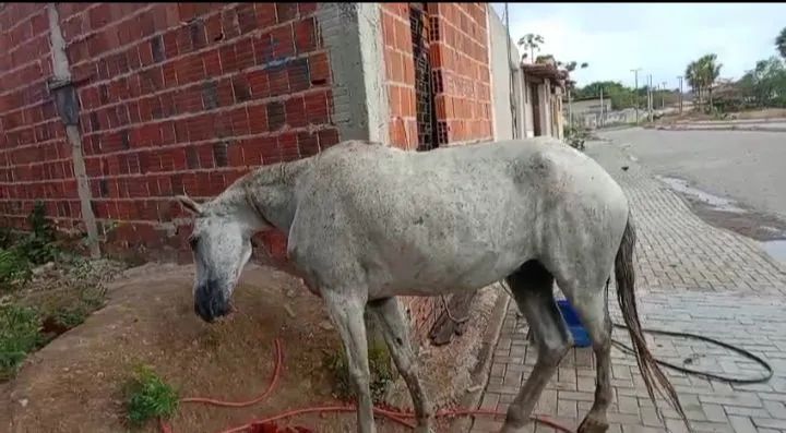 Vendo cavalo  - Foto 3