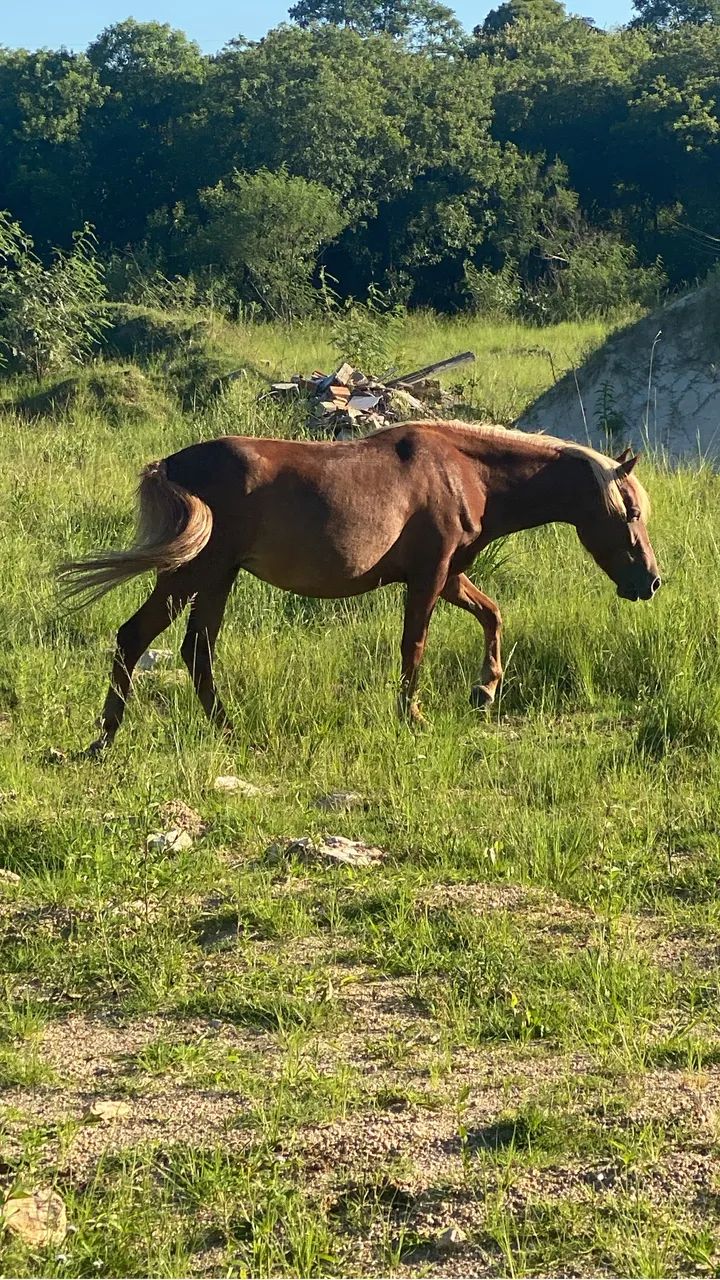 Égua petiça domada
