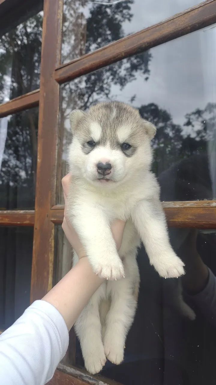 Husky Siberiano  - Foto 3