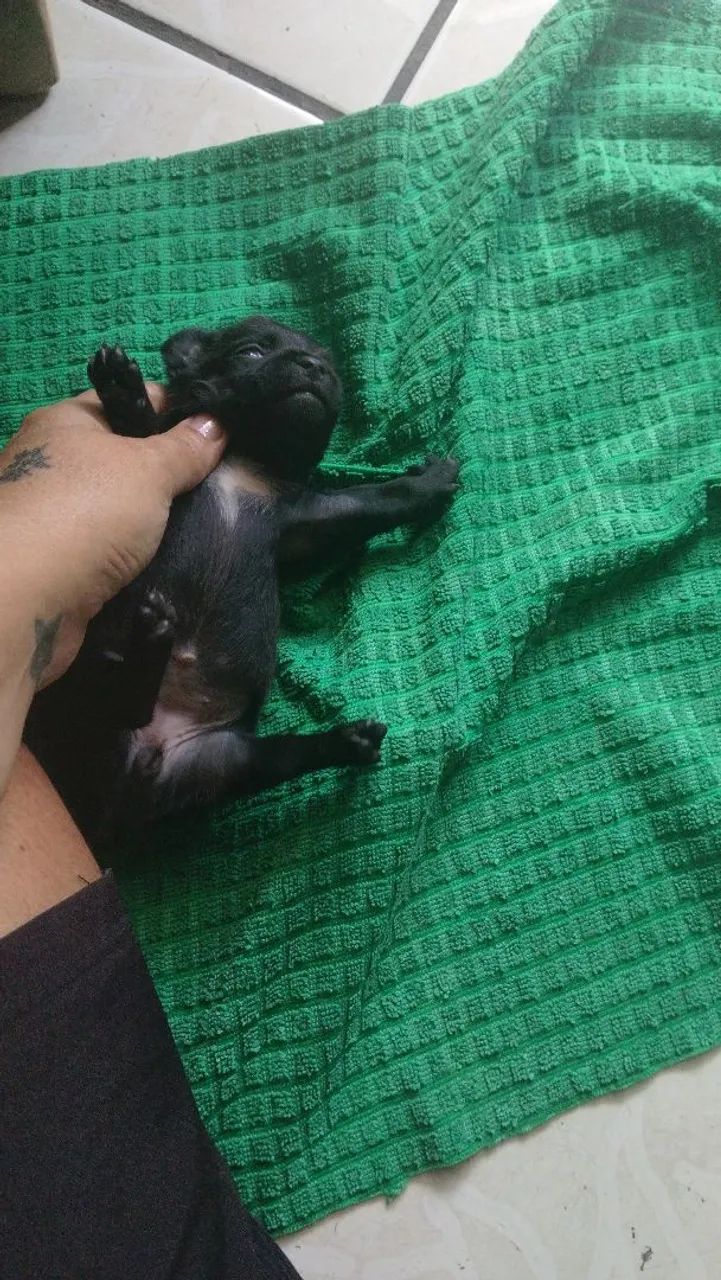 Pinscher 0 com 1 - Foto 3