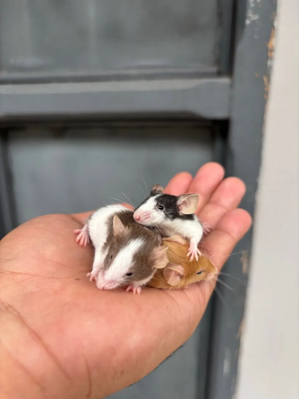 Filhotes de topolinos, ótimos pets