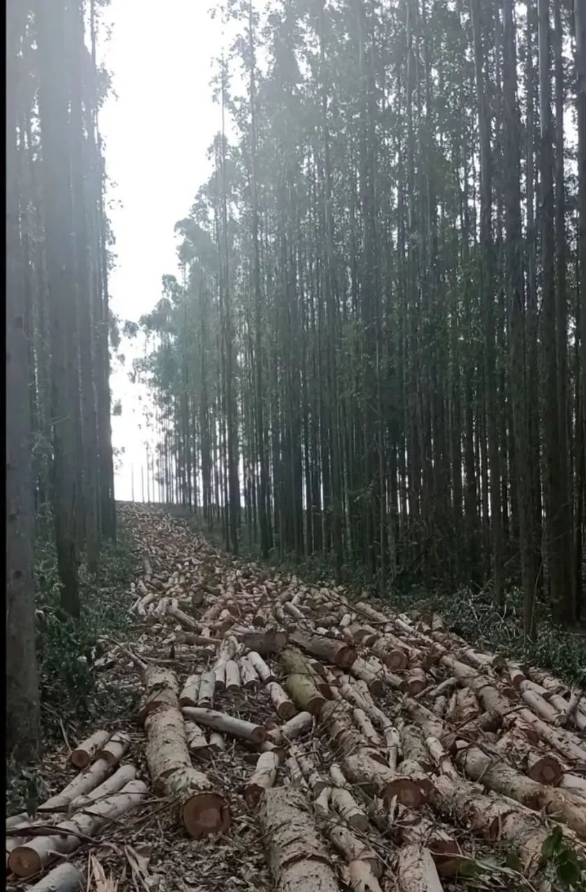 Corte de árvores, lenha de eucaliptos  - Foto 2