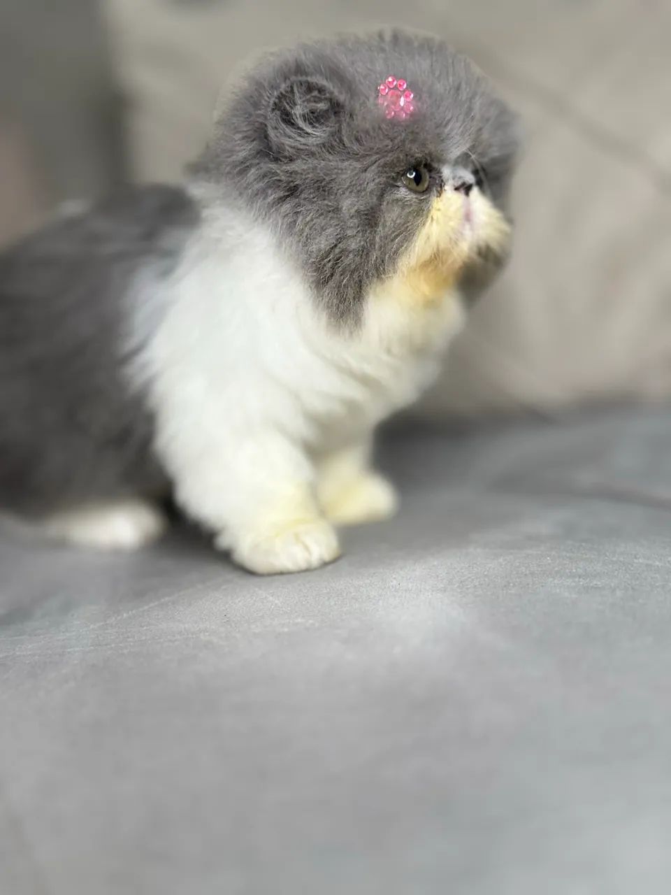 Gata persa - Foto 4