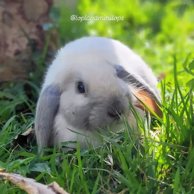 Coelho Mini Lop mini coelho  - Foto 3